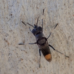 Therevidae (family) at Holt, ACT - 19 Jan 2021