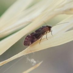 Psocodea 'Psocoptera' sp. (order) (Unidentified plant louse) at Holt, ACT - 18 Jan 2021 by CathB