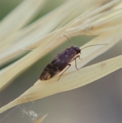 Psocodea 'Psocoptera' sp. (order) at Holt, ACT - 19 Jan 2021