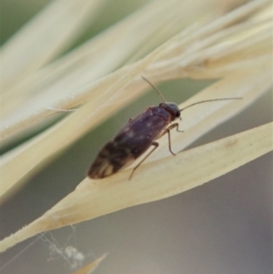 Psocodea 'Psocoptera' sp. (order) at Holt, ACT - 19 Jan 2021