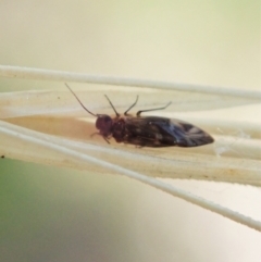 Psocodea 'Psocoptera' sp. (order) at Holt, ACT - 19 Jan 2021