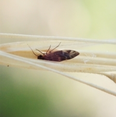 Psocodea 'Psocoptera' sp. (order) at Holt, ACT - 19 Jan 2021