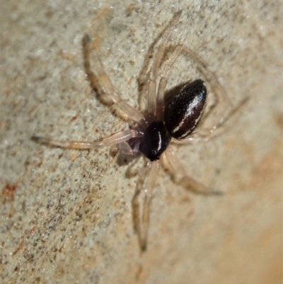 Euryopis umbilicata (Striped tick spider) at Holt, ACT - 18 Jan 2021 by CathB