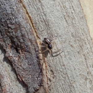 Euryopis umbilicata at Holt, ACT - 19 Jan 2021