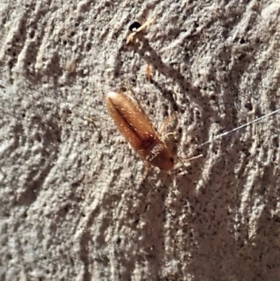 Elateridae sp. (family) (Unidentified click beetle) at Aranda Bushland - 18 Jan 2021 by CathB