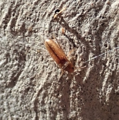 Elateridae sp. (family) (Unidentified click beetle) at Holt, ACT - 19 Jan 2021 by CathB