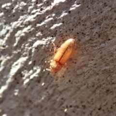 Elateridae sp. (family) at Holt, ACT - 19 Jan 2021