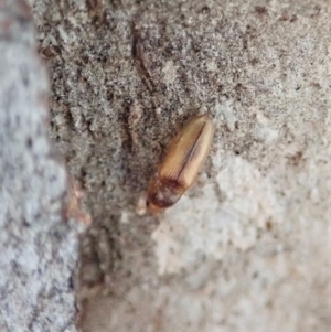 Elateridae sp. (family) at Holt, ACT - 19 Jan 2021