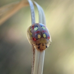 Paropsisterna nobilitata at Cook, ACT - 19 Jan 2021