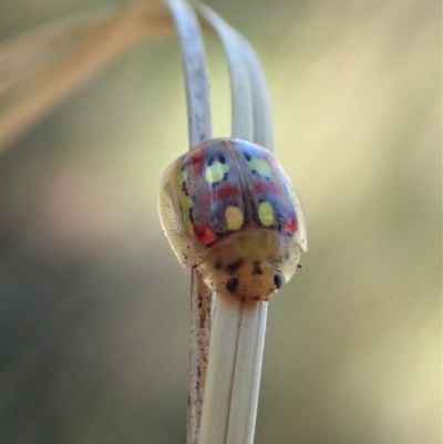 Paropsisterna nobilitata (Leaf beetle, Button beetle) at Cook, ACT - 18 Jan 2021 by CathB