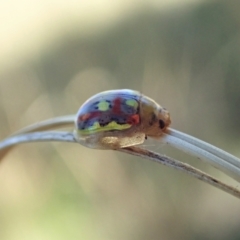 Paropsisterna nobilitata at Cook, ACT - 19 Jan 2021 09:10 AM