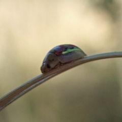 Paropsisterna nobilitata at Cook, ACT - 19 Jan 2021 09:10 AM