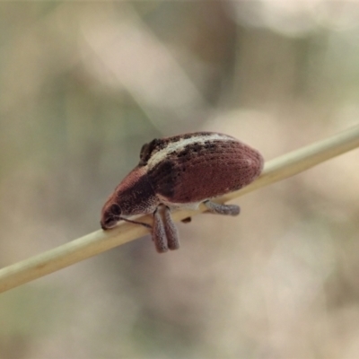 Gonipterus sp. (genus) (Eucalyptus Weevil) at Cook, ACT - 18 Jan 2021 by CathB