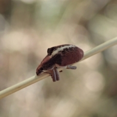 Gonipterus sp. (genus) at Cook, ACT - 19 Jan 2021