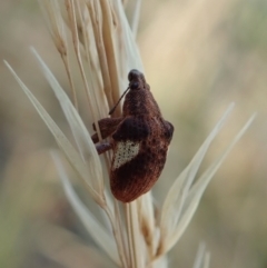 Gonipterus pulverulentus (Eucalyptus weevil) at Holt, ACT - 16 Jan 2021 by CathB