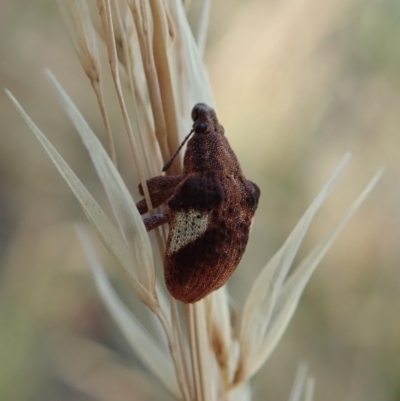 Gonipterus pulverulentus (Eucalyptus weevil) at Holt, ACT - 16 Jan 2021 by CathB