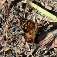 Geitoneura klugii (Marbled Xenica) at Mount Painter - 16 Jan 2021 by CathB