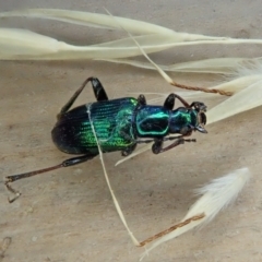 Lepturidea viridis (Green comb-clawed beetle) at Cook, ACT - 16 Jan 2021 by CathB