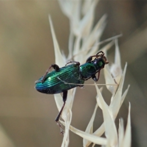 Lepturidea viridis at Cook, ACT - 17 Jan 2021