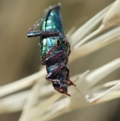 Lepturidea viridis at Cook, ACT - 17 Jan 2021