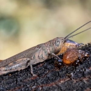 Pardillana limbata at Holt, ACT - 21 Jan 2021