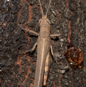 Pardillana limbata at Holt, ACT - 21 Jan 2021