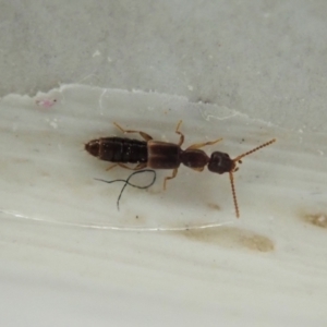 Staphylinidae (family) at Cook, ACT - suppressed