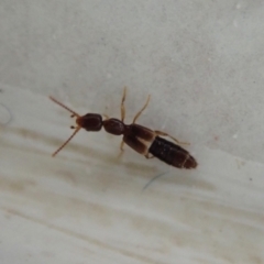 Staphylinidae (family) at Cook, ACT - suppressed