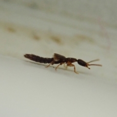 Staphylinidae (family) at Cook, ACT - suppressed