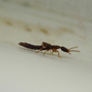 Staphylinidae (family) at Cook, ACT - 18 Jan 2021