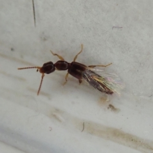 Staphylinidae (family) at Cook, ACT - suppressed