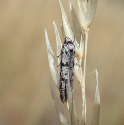 Oecophoridae (family) (Unidentified Oecophorid concealer moth) at Cook, ACT - 20 Jan 2021 by CathB