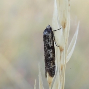 Oecophoridae (family) at Cook, ACT - 20 Jan 2021