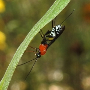 Pristomerus sp. (genus) at Acton, ACT - 21 Jan 2021