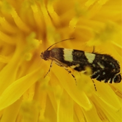 Glyphipterix chrysoplanetis (A Sedge Moth) at Cook, ACT - 15 Jan 2021 by CathB