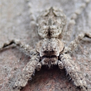 Pediana sp. (genus) at Cook, ACT - 20 Jan 2021 12:26 PM