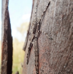 Pediana sp. (genus) at Cook, ACT - 20 Jan 2021 12:26 PM