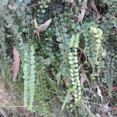 Asplenium flabellifolium (Necklace Fern) at Kangaloon, NSW - 21 Jan 2021 by plants