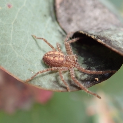 Isopeda or Isopedella sp. (genus) (Huntsman) at Holt, ACT - 7 Jan 2021 by CathB