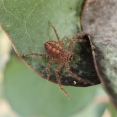 Isopeda or Isopedella sp. (genus) at Aranda Bushland - 7 Jan 2021