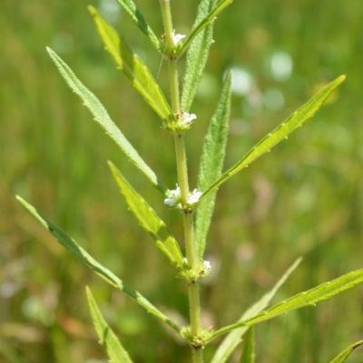 Lycopus australis (Native Gipsywort, Australian Gipsywort) at Cecil Hoskins Nature Reserve - 21 Jan 2021 by plants