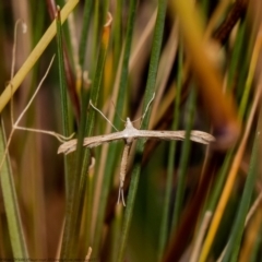 Stenoptilia zophodactylus (Dowdy Plume Moth) at Holt, ACT - 21 Jan 2021 by Roger