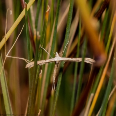 Stenoptilia zophodactylus (Dowdy Plume Moth) at Holt, ACT - 21 Jan 2021 by Roger