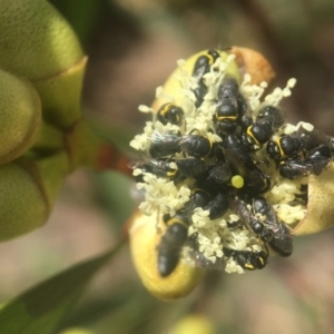 Hylaeus sp. (genus) at Downer, ACT - 21 Jan 2021