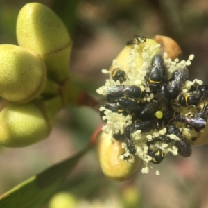 Hylaeus sp. (genus) at Downer, ACT - 21 Jan 2021