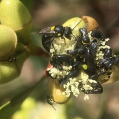 Hylaeus sp. (genus) at Downer, ACT - 21 Jan 2021