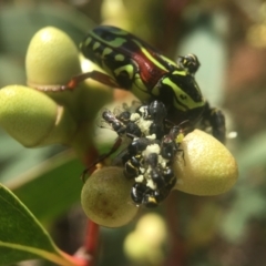 Hylaeus sp. (genus) at Downer, ACT - 21 Jan 2021