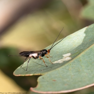 Callibracon sp. (genus) (A White Flank Black Braconid Wasp) at Aranda Bushland - 20 Jan 2021 by Roger