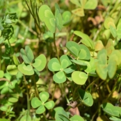 Marsilea mutica (Nardoo) at Moss Vale, NSW - 21 Jan 2021 by plants