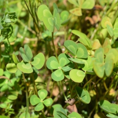 Marsilea mutica (Nardoo) at Moss Vale, NSW - 21 Jan 2021 by plants